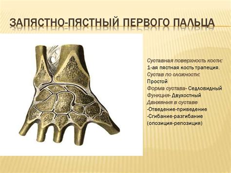 Строение суставов - презентация онлайн