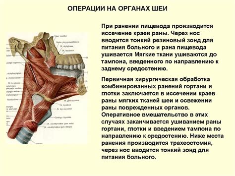 Клиническая анатомия шеи - презентация онлайн
