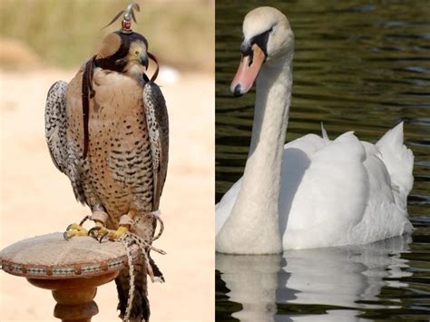 Al Areen Wildlife Park: 51 Great Things About Bahrain - Bahrain ...