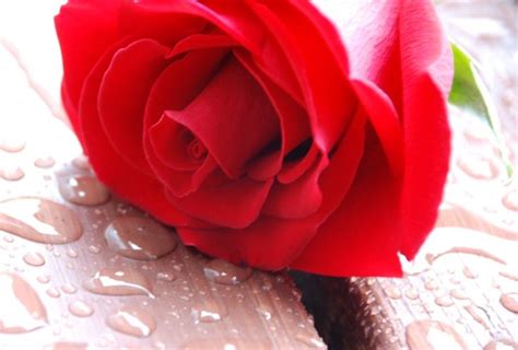 single red rose  wooden table