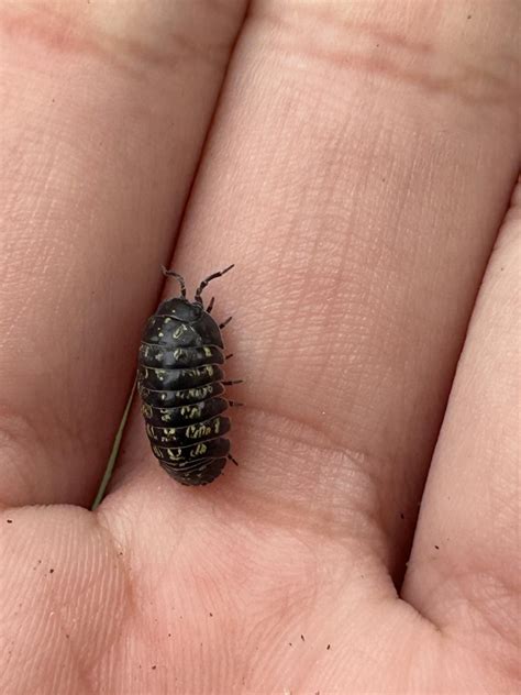 Little isopod friend : r/tinyanimalsonfingers