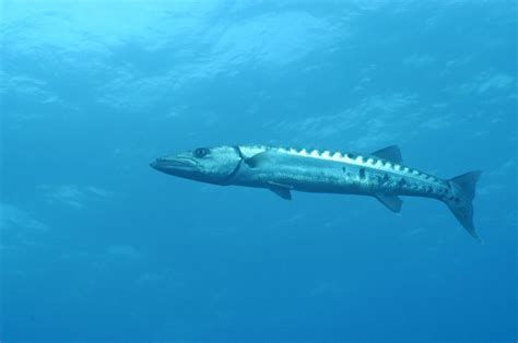 Amazing Facts about the Barracuda | OneKindPlanet Animal Education