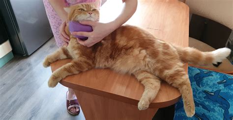 Рыжий кот 🐱 — Сообщество «Зверьё Моё» на DRIVE2