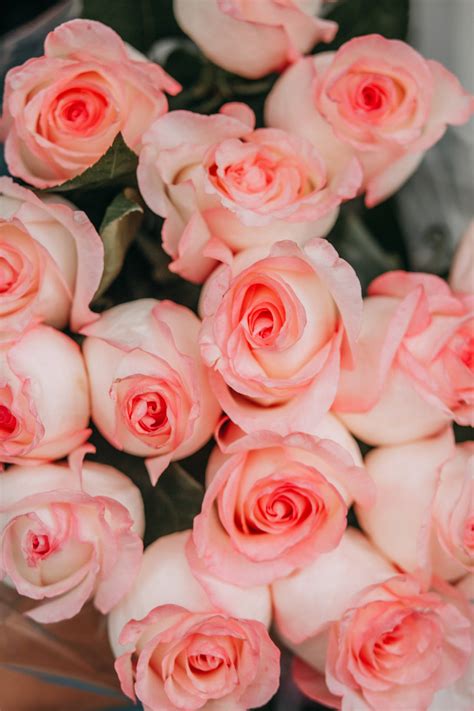 Download Bouquet Of Pink Roses Wallpaper | Wallpapers.com