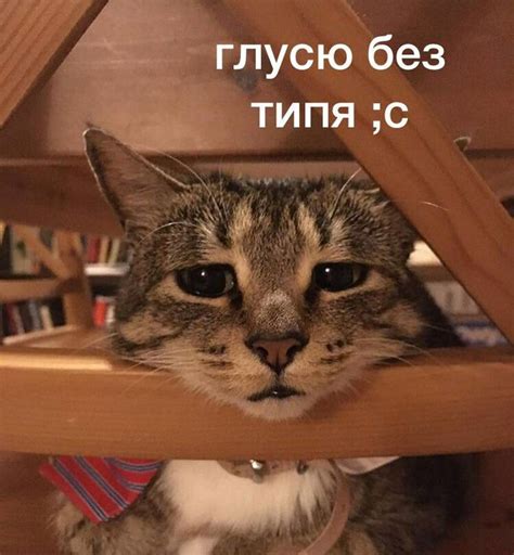 #мемы #котики | Cute memes, Sweet memes, Cat aesthetic