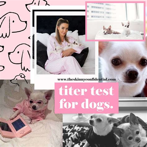 Titer Test For Dogs: If You Have a Pet, You Need To Know About This