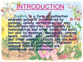 zoophily pollination    animals pptx