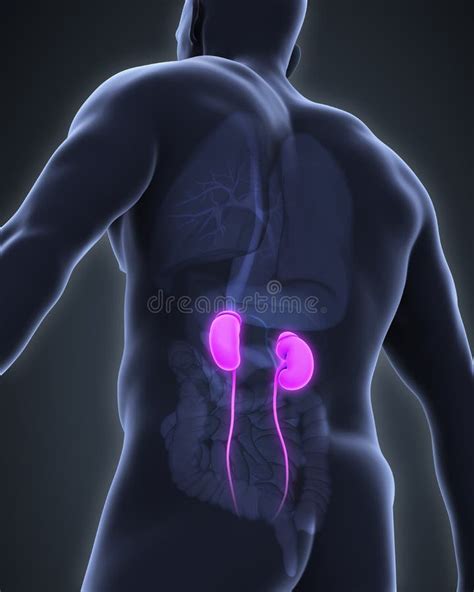Onde Fica Os Rins Nas Costas - Anatomia humana dos rins ilustração stock. Ilustração de médico - 75232775