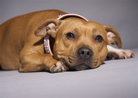 paw print genetics preventing inherited   hga   staffordshire bull terrier