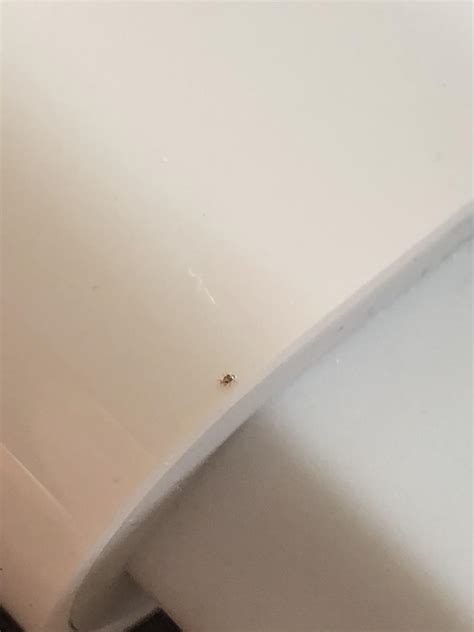 is it normal bird itching cheap 3