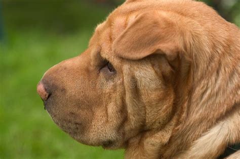 Shar Pei stock image. Image of wrinkle, profile, grass, nose - 5123