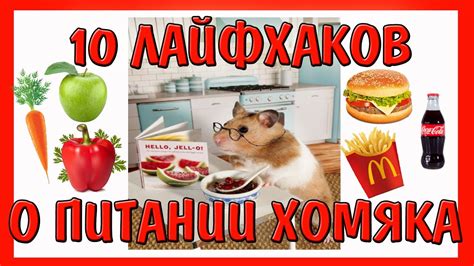 10 ЛАЙФХАКОВ О ПИТАНИИ ХОМЯКА // ЧЕМ КОРМИТЬ ХОМЯЧКА // #ХОМЯК / ЧТО ...
