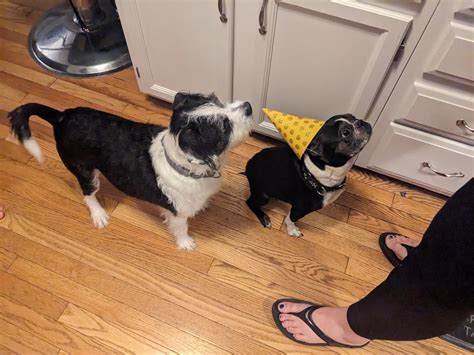 Frosty Bosty birthday celebration! : r/BostonTerrier