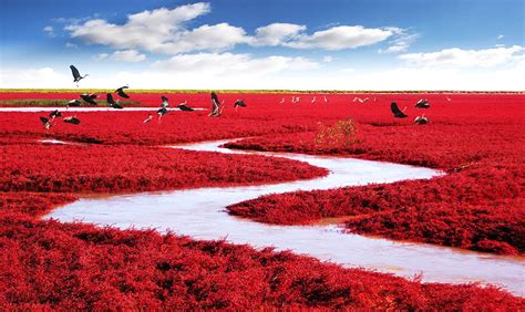 Incredible Red Seabeach in China - Places To See In Your Lifetime