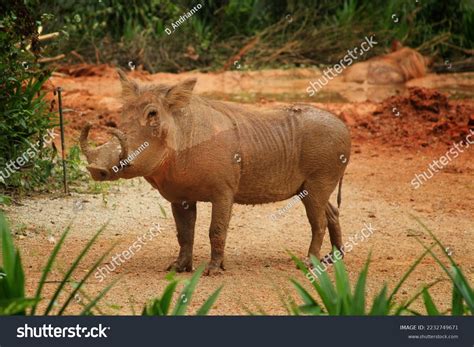 Babi Rusa Pig Boar Mud Stock Photo 2232749671 | Shutterstock