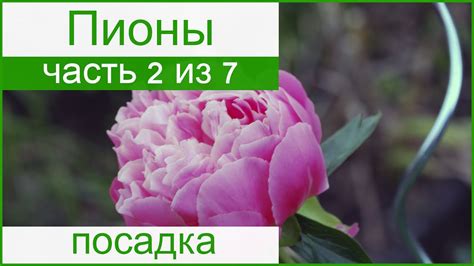 🌸 Посадка пионов осенью и весной, как сажать пионы - YouTube