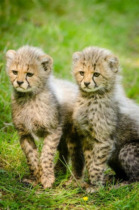 1000+ Great Wild Animals Photos · Pexels · Free Stock Photos
