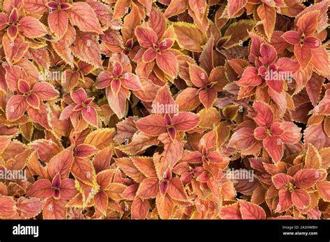 Plectranthus scutellarioides 'Rustic Orange' coleus Stock Photo - Alamy