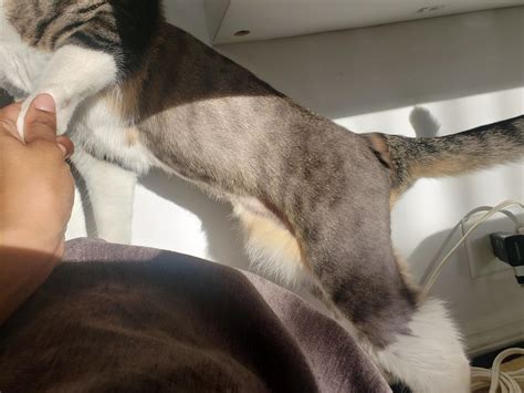 Should I Shave My Cat For Summer