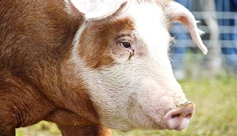 Hereford Hogs – Hobby Farms