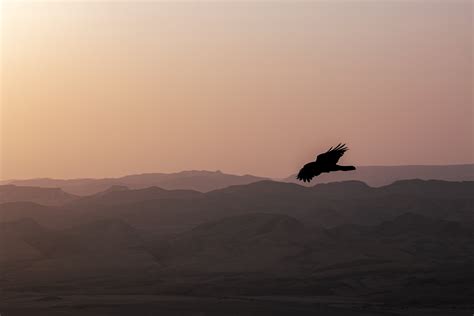 Eagle Silhouette Photos, Download The BEST Free Eagle Silhouette Stock ...