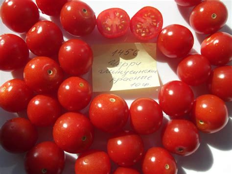 1456 - Red Minusinsky cherry \ Черри красные минусински | Tomatoeden