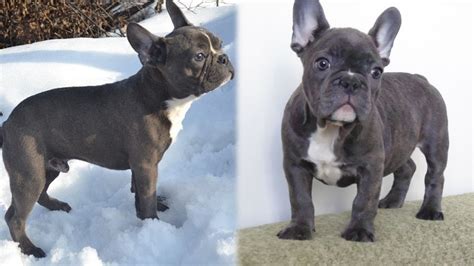 Французский бульдог голубого окраса фото French Bulldog, Animals ...