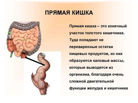 Пищеварительная система человека - презентация онлайн