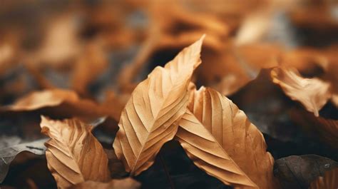 Autumn leaves background 32493881 Stock Photo at Vecteezy