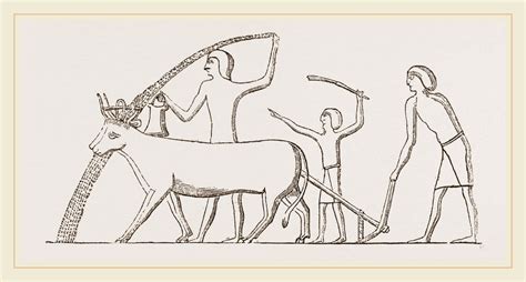 ancient egyptian ploughing egypt posters prints  anonymous