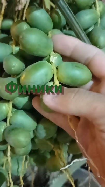 Как растут финики.#природа - YouTube