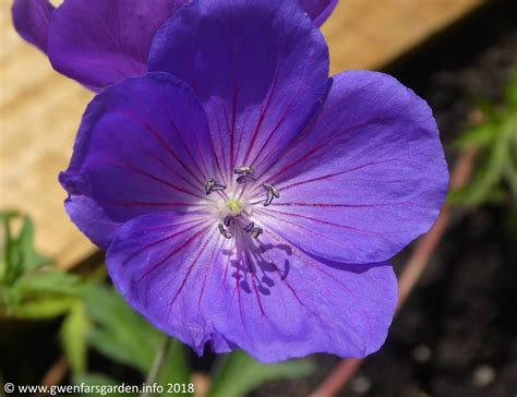 Wordy Wednesday 14th August 2018: Shadow of Orion – Gwenfar's Garden ...