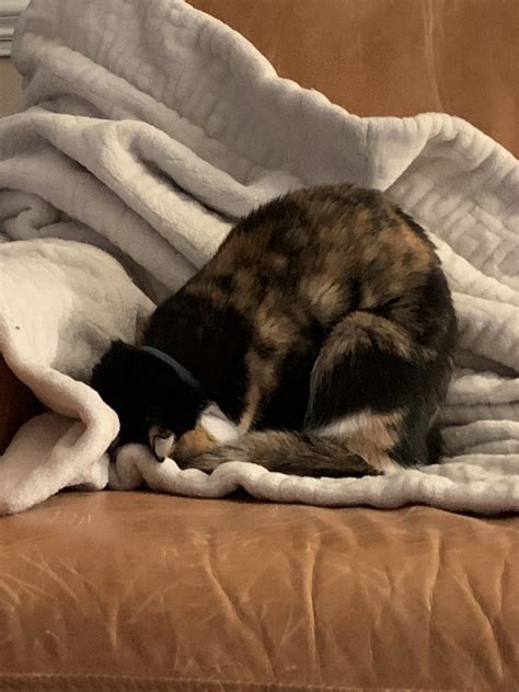 Where is the reset button? : r/cats