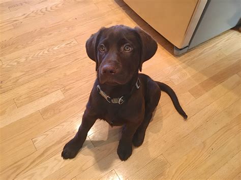 Can A 12 Week Old Puppy Be Potty Trained at Olga Patrick blog