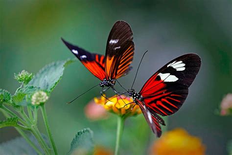 85 Beautiful Butterfly Pictures