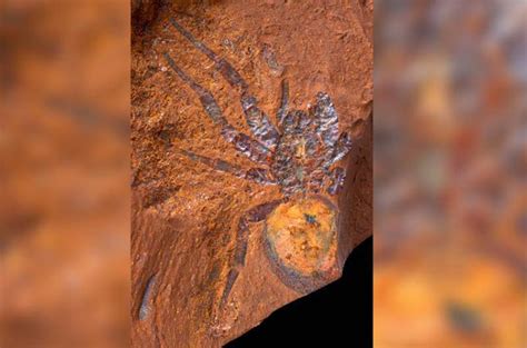 Striking fossils of spiders, insects and fish tell the story of ...