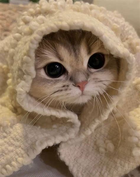 cute cat eyes profile picture wallpaper wallpaperscom