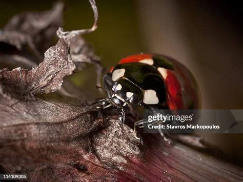 spot ladybug   premium high res pictures getty images