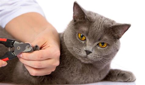 Сива котка (47 снимки): породи пухкави котки и котки, сиви породисти ...