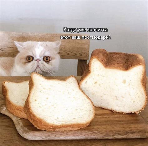 Котик хлебушек - картинки и фото koshka.top