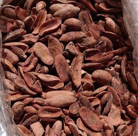 100% Natural Dried Mahua Seeds (madhuca Longifolia) at Best Price in Delhi | Shiva Overseas Inc.