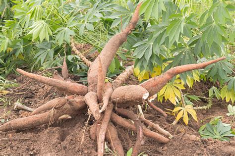 Manihot Esculenta Stock Photo - Download Image Now - iStock
