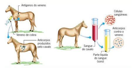Anticorpos, vacinas e soros - Só Biologia