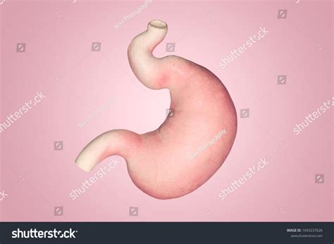 human gastric part anatomy human body stock photo  shutterstock