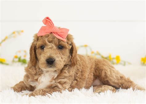 Mini Goldendoodles for Adoption — Family Bred Puppies