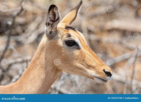 Female Impala stock image. Image of closeup, grasslands - 133572795