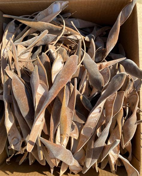 Wisteria Seed Pods and Seeds - Etsy