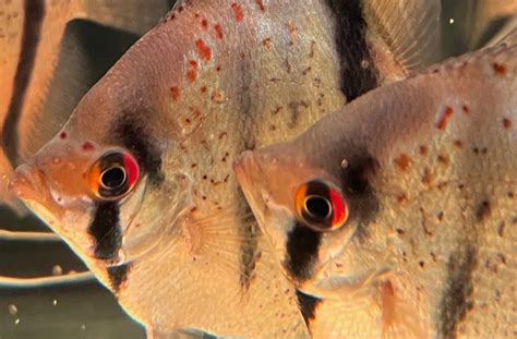Gallery | Amazonia Tropical Fish LLC
