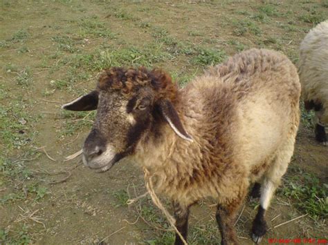 stock photo  lamb   images   illustrations