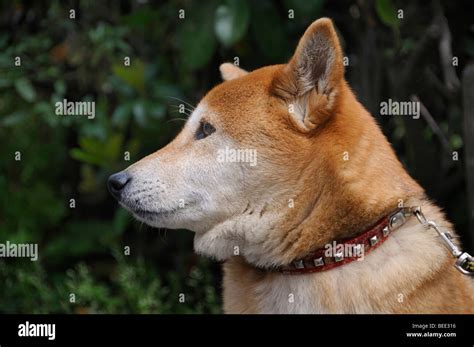 Shiba, Japanese breed of dog, Kyoto, Japan, East Asia, Asia Stock Photo ...